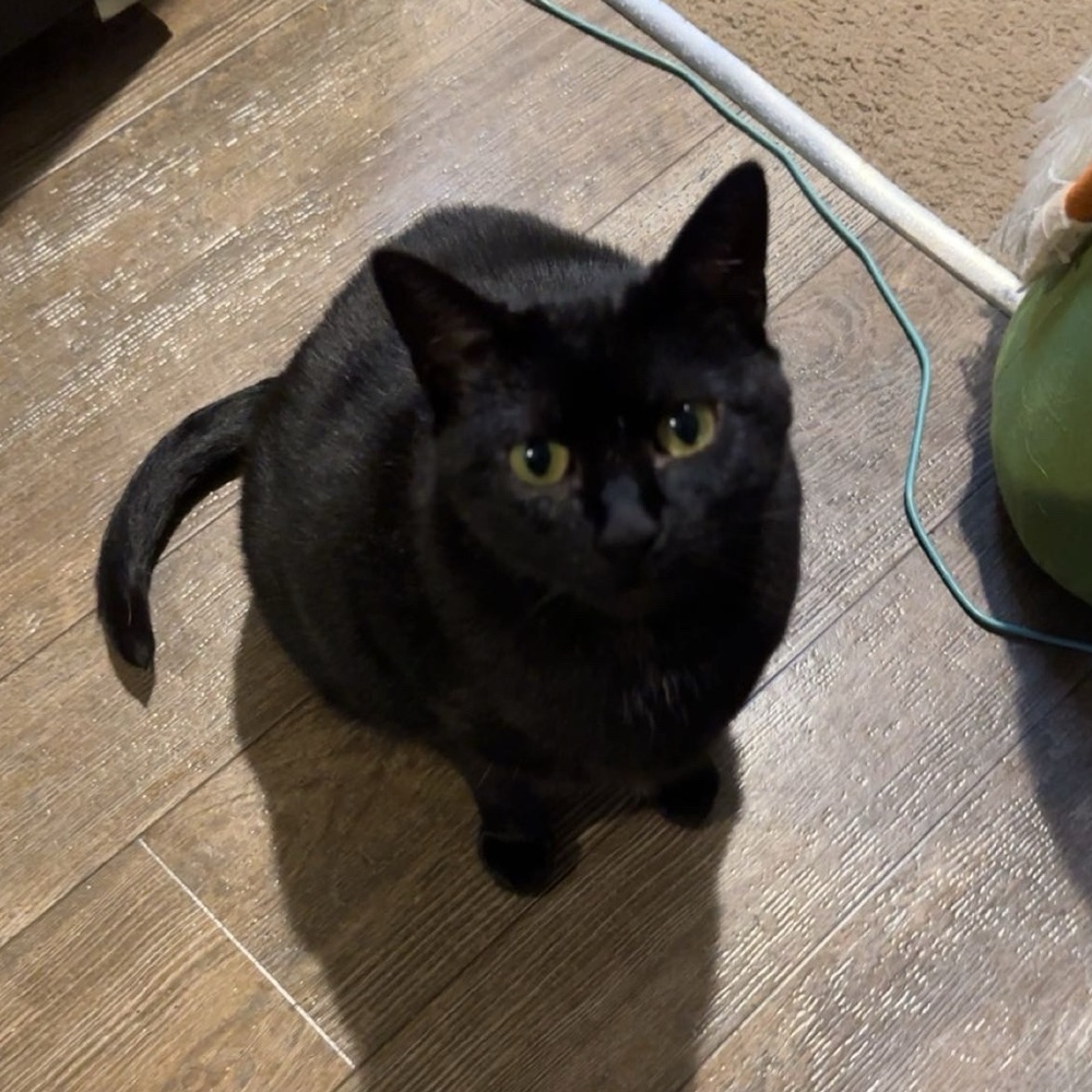 Meet Momma cat 🐈‍⬛